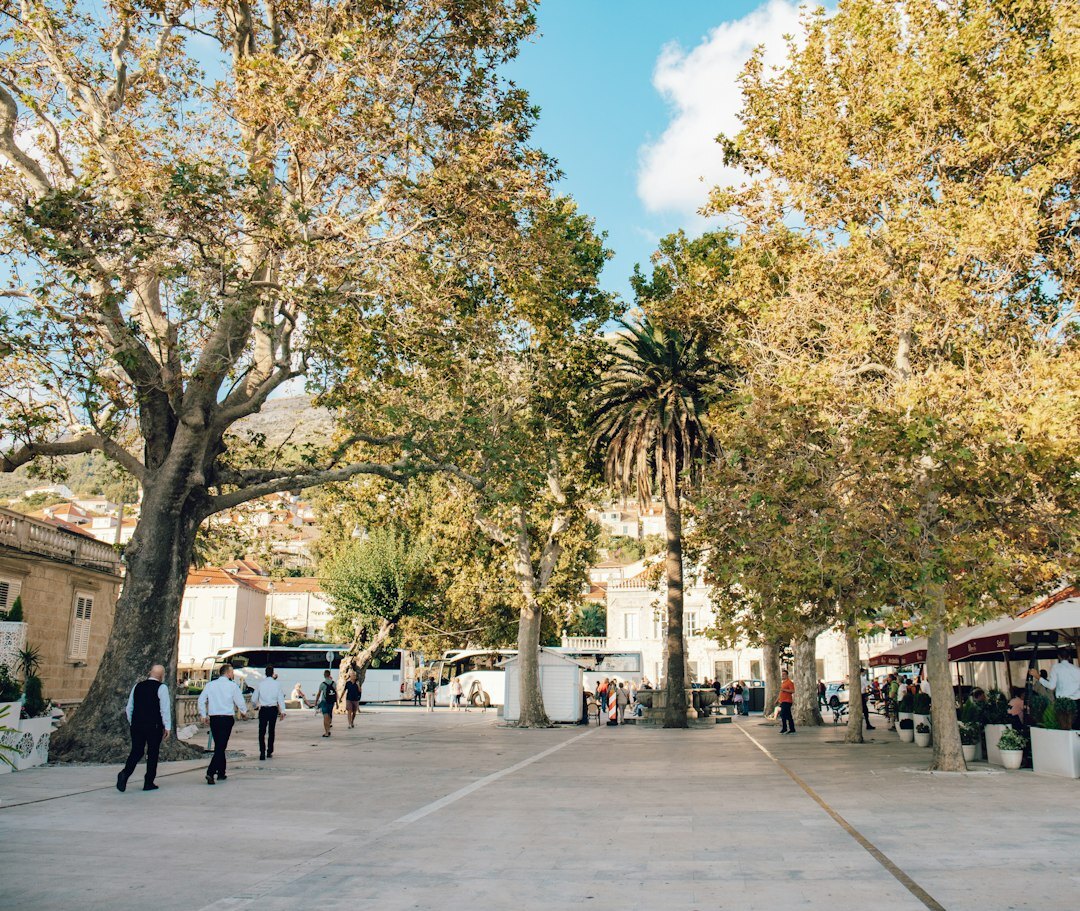 A dog resting in the shade in a public square in Santiago